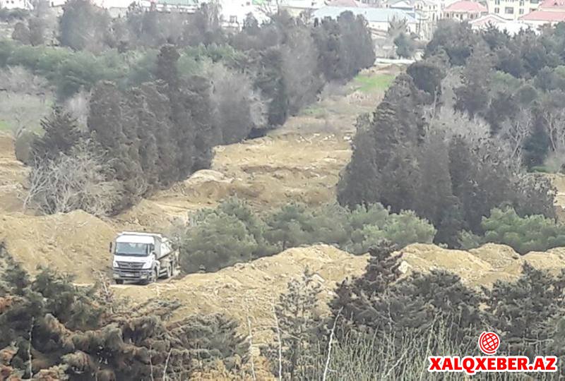 Sabunçu rayonunda canlı aləm diri-diri basdırılır- FOTOLAR