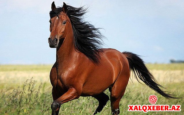 Azərbaycan atları xaricə daşınır - Maraqlı faktlar