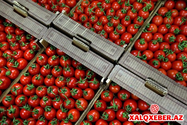 Rusiya bu dəfə də Azərbaycan pomidorlarını bəyənmədi