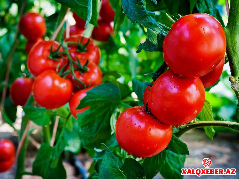 Pomidor yarpağının inanılmaz faydası