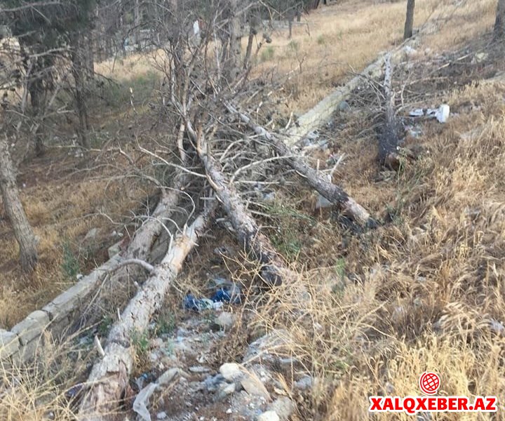 Eldar Əzizov Salyan şossesində 50 ilin meşəliyini qırır – Foto
