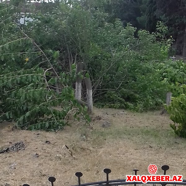 Goranboyda məktəbin bağında 30-a yaxın yaşıl ağac kəsilib (FOTOLAR)