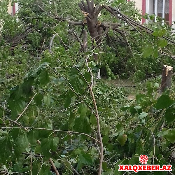Goranboyda məktəbin bağında 30-a yaxın yaşıl ağac kəsilib (FOTOLAR)