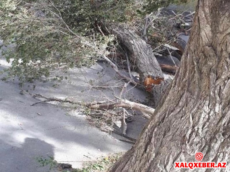Hövsanda ağac aşdı, 4 nəfər ölümcül yaralandı (FOTOLAR)