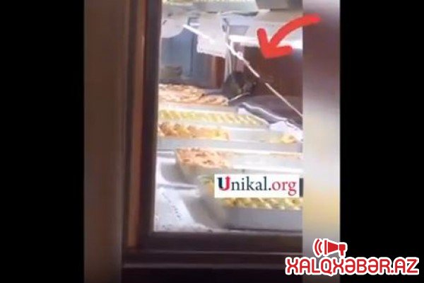 "Gəncə Cake House"da İYRƏNCLİK: Vitrində siçovullar gəzir (VİDEO)