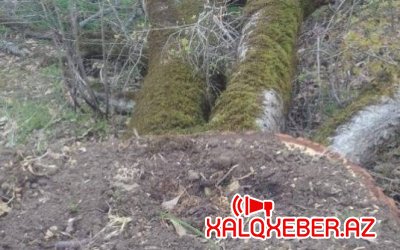 Ekologiya Nazirliyi Lerik, Yardımlı və Cəlilabad meşələrini məhv edir - Fotolar