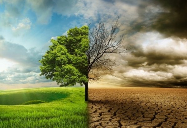 COP29: İqlim dəyişikliyi ilə mübarizədə Azərbaycan modeli