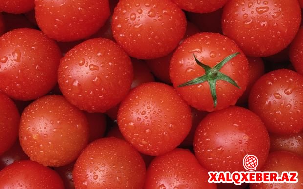 Azərbaycanlı fermerlərə bəd xəbər - Rusiya Türkiyədən pomidor alacaq