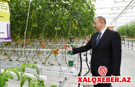 “Kənd təsərrüfatının inkişafı prioritet məsələdir” - Prezident İlham Əliyev