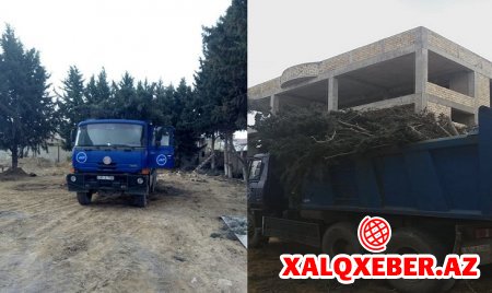 Avtomobil Yolları Dövlət Agentliyi Ramanıda ağacları kəsdi- FOTOLAR
