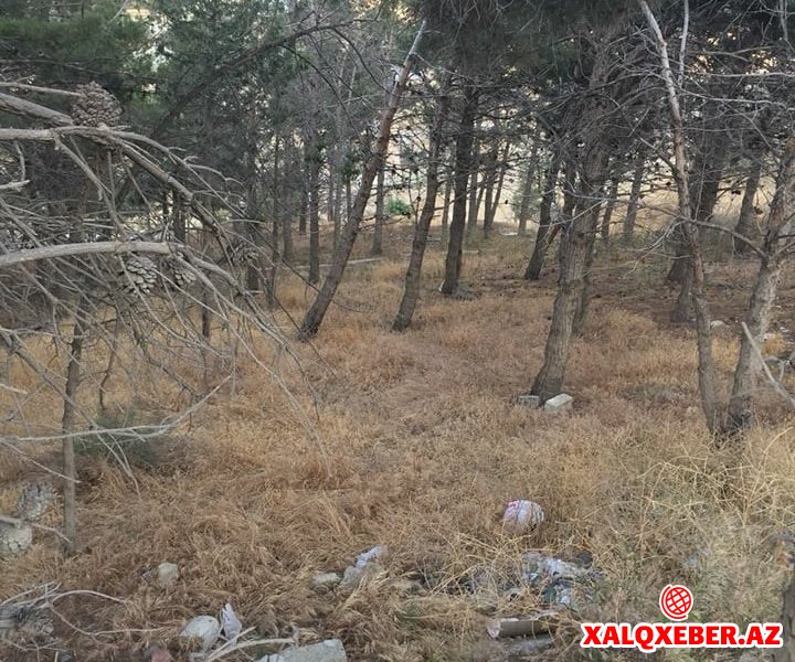 Eldar Əzizov Salyan şossesində 50 ilin meşəliyini qırır – Foto