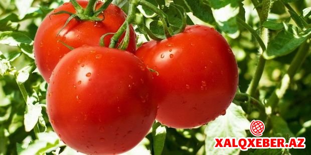 Azərbaycan pomidor istehsalçılarını Rusiyada ciddi rəqabət gözləyir