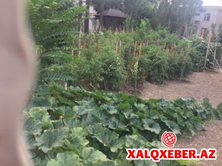 BAĞA BAXMAZSAN, DAĞ OLAR-FOTO