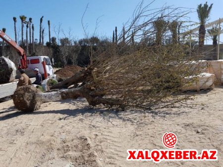 Milyarderin Bilgəh iqamətgahındakı qalmaqalın təfərrüatları FOTOLAR