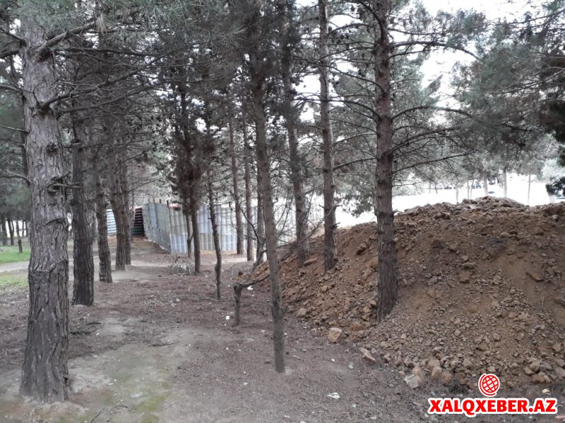 Xətai rayonunda ağaclar kütləvi şəkildə qırılır - FOTOLAR