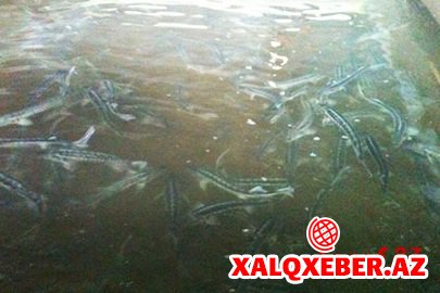 Oliqarxların “pul gölü” qurudulur - 121 süni balıq gölünün fəaliyyəti dayandırılıb