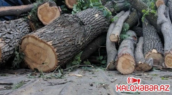 Paytaxtda “yaşıl soyqırım”: bir gecədə 130 ağacı kəsdilər (VİDEO)