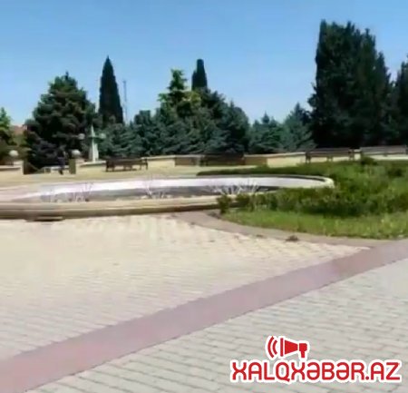  Şəmkir İcra Hakimiyyətinin yanında inəklər otlayır – “İstiqlal” parkında biabırçı mənzərə