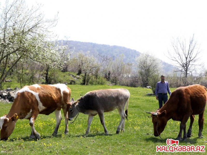 Bu il artıq 1610-dan çox şəxs özünüməşğulluq  proqramına cəlb edilib