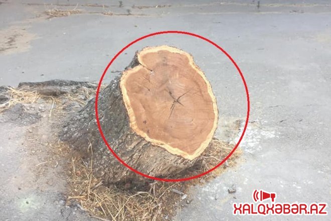 Nizami rayonunda böyük ağaclar kəsilir - Foto