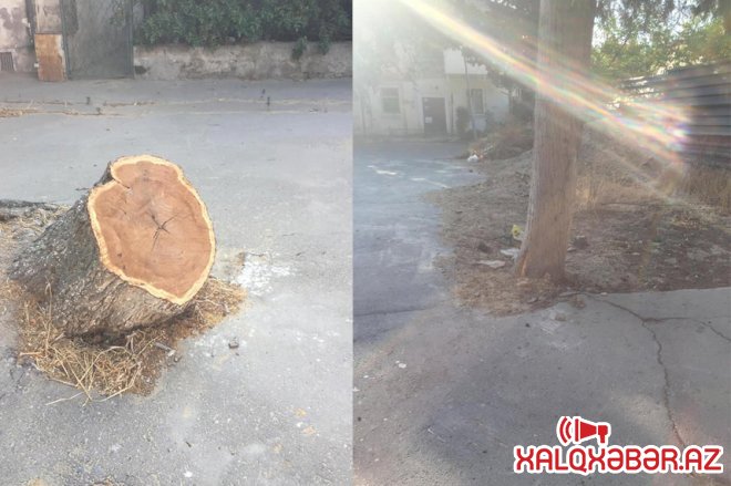 Nizami rayonunda böyük ağaclar kəsilir - Foto