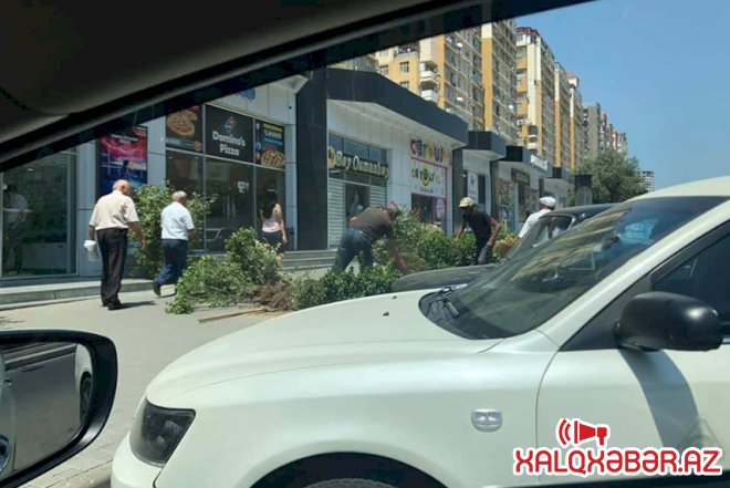 Yaşıllığı söküb yerinə daş döşəyirlər – Fotolar