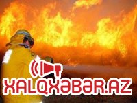 Yeni Ramanadakı yanğında 50 ədəd şam ağacı yandı