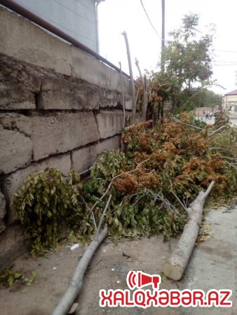 "Azərişıq" adi naqilə görə Bakıda 4 ağacı kəsdirdi, sonra isə... - Şikayət + FOTO