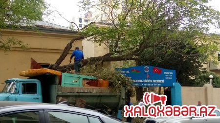 Polisin gözü qarşısında “yaşıl soyqırım”: Yasamalda ağacları kim məhv edir? - VİDEO + FOTOLAR