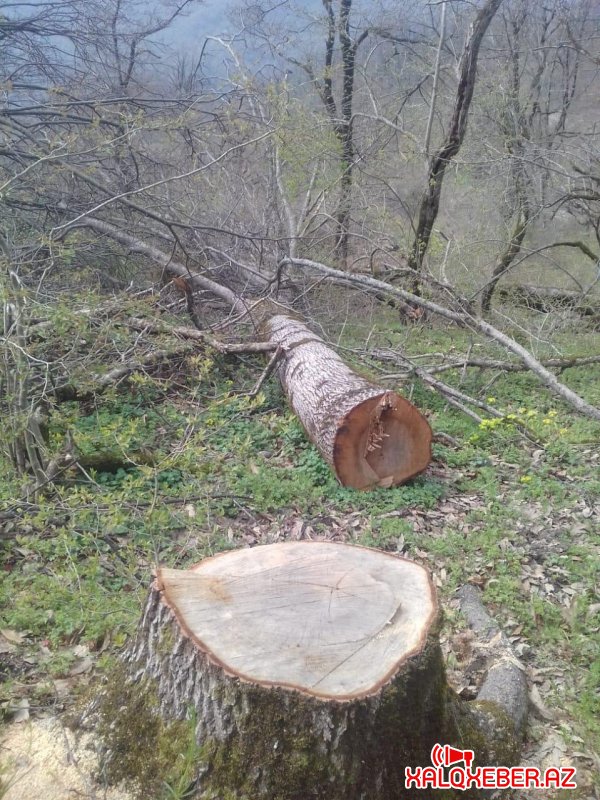 Muxtar Babayev niyə susur: Yardımlı meşələrində mindən çox ağac kəsilib (FOTO)