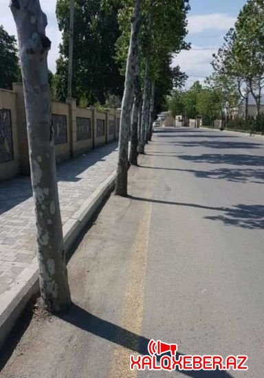 Tərtərdə ağacların dibinə asfalt döşəndi, etiraza səbəb oldu – FOTO