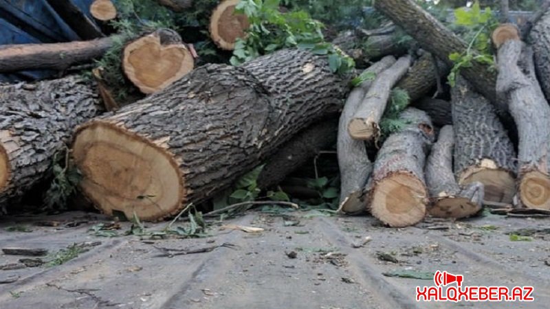 Qazaxda ağac kəsimi ilə bağlı cinayət işi açıldı