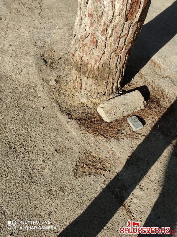 Bakının bu küçəsində ağacların dibi betonlandı - FOTOLAR