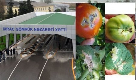 Aqro-innovasiyamızın “uğuru”: Rusiya Azərbaycan pomidoruna və almasına “STOP” qoydu - Bəs, Gömrük hara baxırdı?