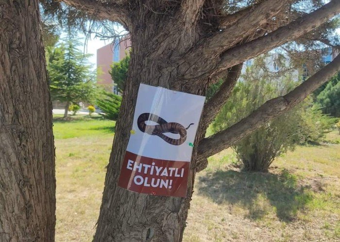 Həyətində ilanların məskən saldığı universitet ağaca elan vurmaqla kifayətləndi