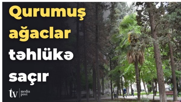 Gəncədə qurumuş ağaclar təhlükə saçır - GİLEY