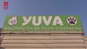Gəncədə bir gündə 4-5 nəfəri İT DİŞLƏYİR - NARAZILIQ VAR...