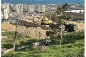 Badamdarda sürüşmə zonasında 40 illik şam ağacları məhv edildi — Yerində obyekt tikən kimdir?/FOTOLAR