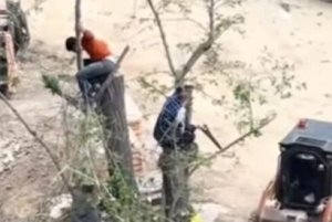 “Ailə Park” MTK Nərimanov rayonunda "Yasıl Terror" törədir -ANBAAN VİDEO