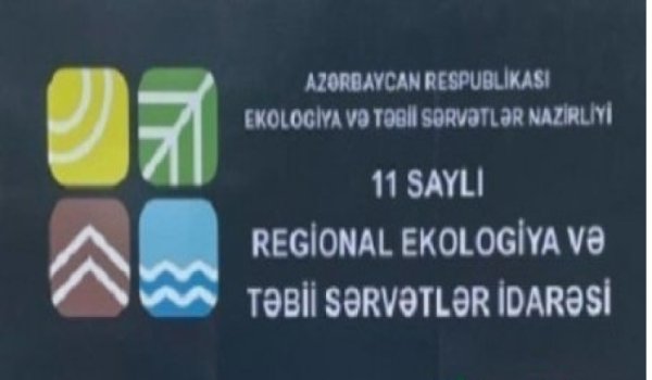 Masallıda AĞACYEYƏNLƏR İŞ BAŞINDA... - Yerli ekologiya idarəsinin ÇƏTİRİ ALTINDA...