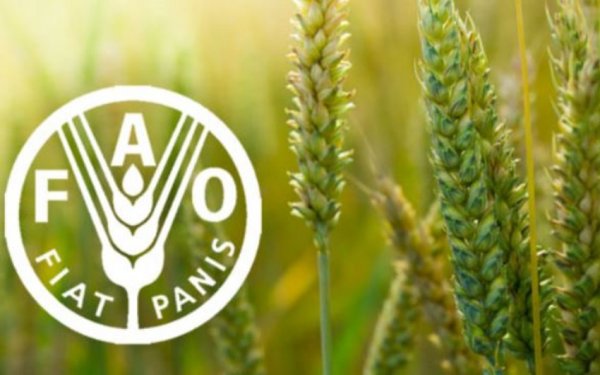 FAO: Dünya bazarında buğda qiymətləri son 5 ilin orta həddindən aşağı düşüb