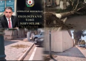 Ağstafada Ümummilli liderin adını daşıyan prospektdə "ekoloji Terror"/ Ağacı kəsib, Obyekt tikirlər / VİDEO