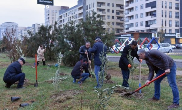 Sumqayıtda Zəfər Gününün 5 illiyi münasibətilə ağacəkmə kampaniyası keçirilib