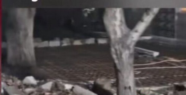 Binəqədidə ekoloji cinayət: ağaclar beton altında boğulur-FOTOFAKT
