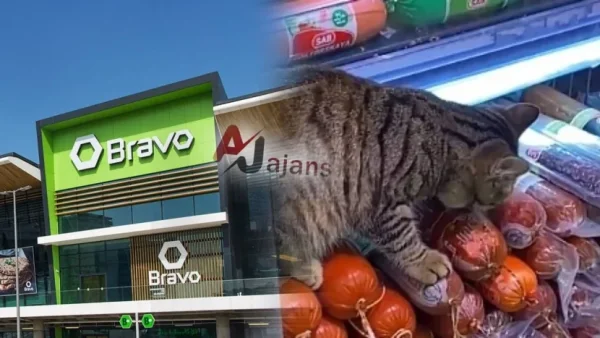 “Bravo”da antinatitar vəziyyət: Ətlərin dadına birinci pişik baxır-Video