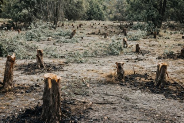 Saatlıda ekologiyanı kimlər və niyə məhv edir?