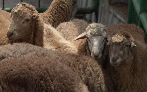 Qurban bayramı ilə bağlı hazırlıq işləri yekunlaşıb