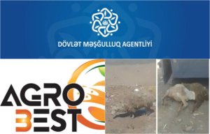 Dövlət Məşğulluq Agentliyində heç nə dəyişməyib - Məşğulluq Agentliyi ölkəyə xəstə heyvanlar gətirən “Agro Best”ə yenə sifariş verdi ...350 milyonluq tender