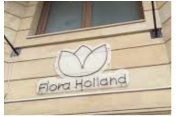 “Flora Holland” MMC-yə satınalmalarda belə geniş şəriti kimlər yaradır - İLGİNC FAKTLAR...