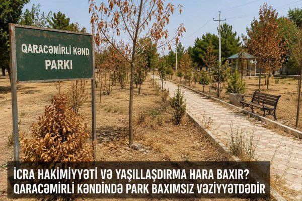 Şəmkirdə parkda baxımsızlıqdan AĞACLAR QURUDU - İcra Hakimiyyəti və Yaşıllaşdırma hara baxır?